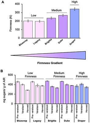 Unraveling cell wall polysaccharides during blueberry ripening: insights into the roles of rhamnogalacturonan-I and arabinogalactan proteins in fruit firmness